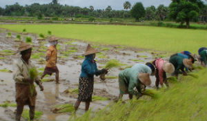 1280px-Rijstvelden_Myanmar_2006_300x.jpg